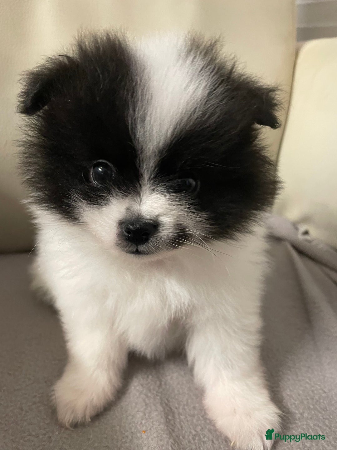 Pomeriaan honden te koop: 4 Prachtige pomeriaan/dwergkees pups. 💙💜 - Advertentie 1