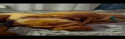Vizsla korthaar honden te koop: Kortharige Hongaarse Vizsla-pups - Advertentie 5