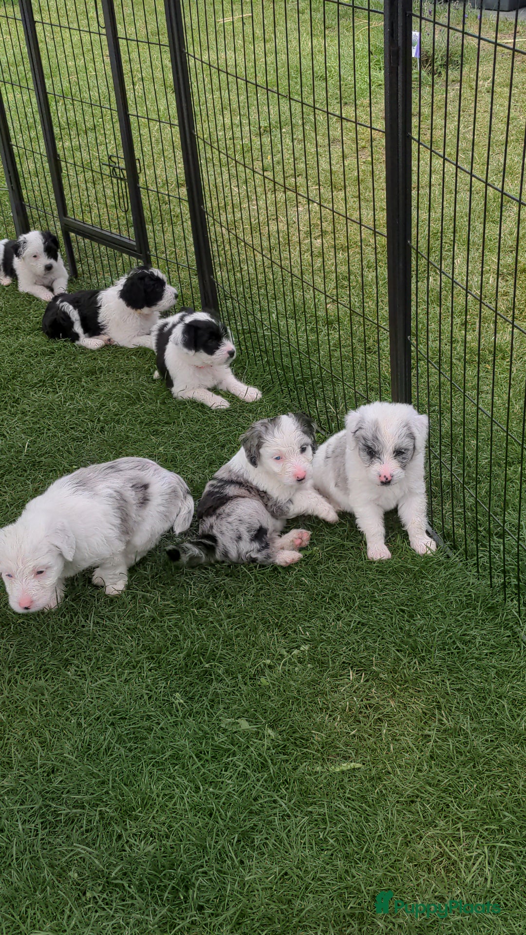 Kruising honden te koop: Mooi, lief en slim! hypoallergene Spaanse aussies - Afbeelding 16