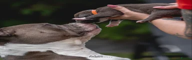 Amerikaanse Bully 2