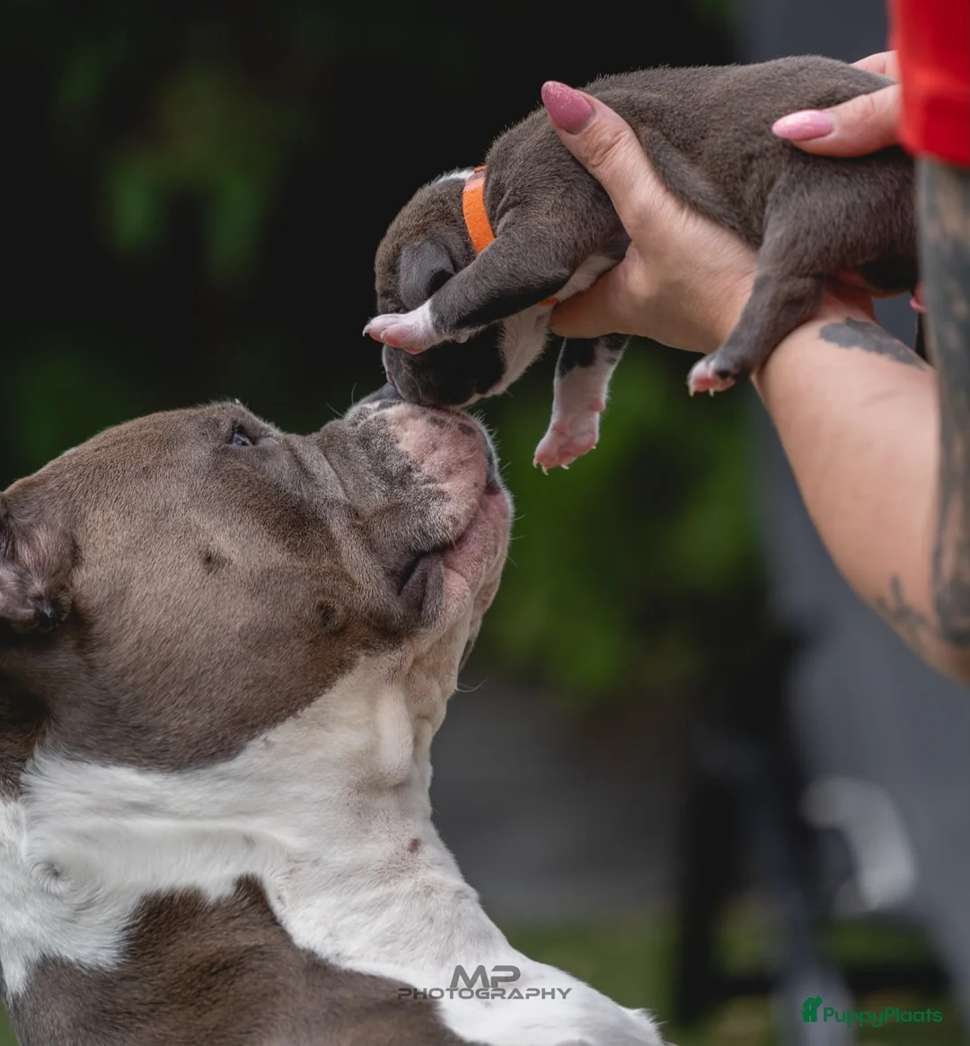 Amerikaanse Bully honden te koop: American Bully pups geboren - 24 juni  - Advertentie 2