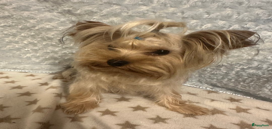 Galerij afbeelding {{count}}