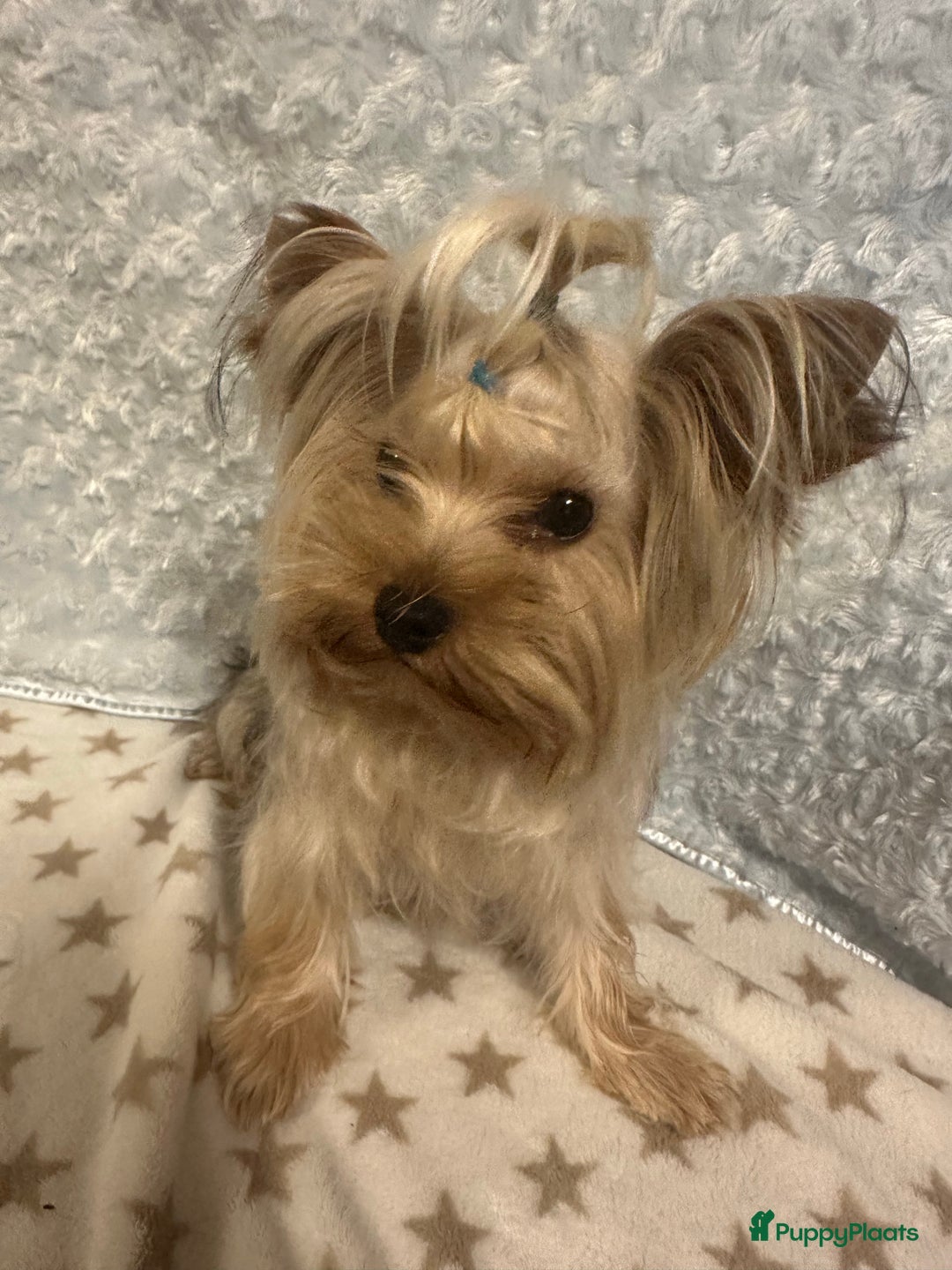 Galerij afbeelding {{count}}