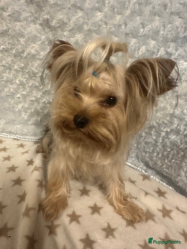 Galerij afbeelding {{count}}