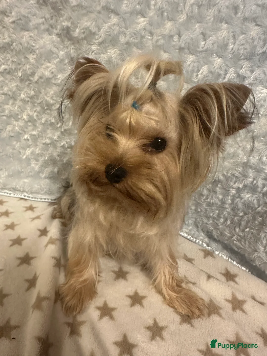 Galerij afbeelding {{count}}