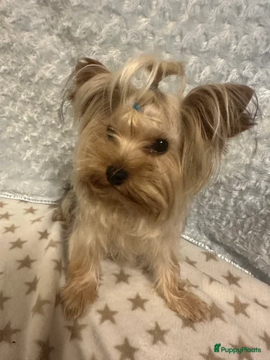 Galerij afbeelding {{count}}