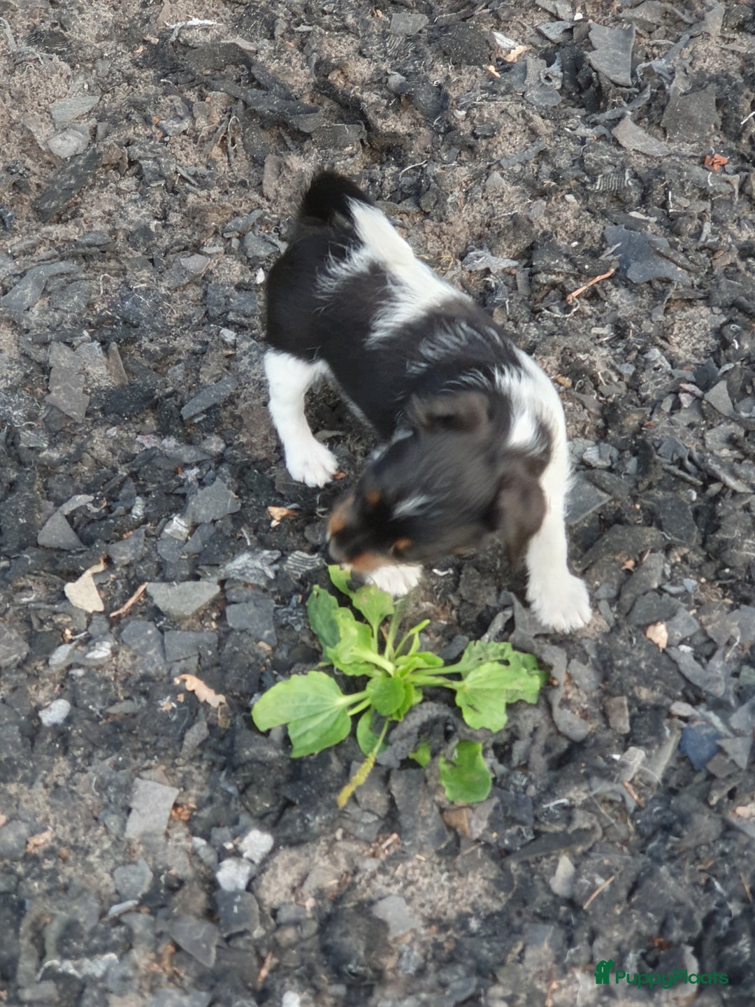 Jack Russel Terriër honden te koop: Lieve ruwharige JACK RUSSELTJES Laagbenig, dď - Afbeelding 32