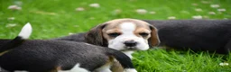 Beagle honden te koop: Prachtige Beagle pups  - Advertentie 19