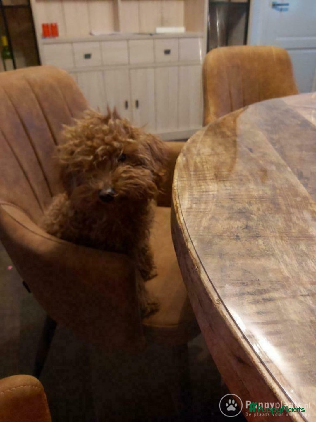 Poedel honden ter dekking: toy / dwergpoedel DEKreu abricot/rood in Budel - Advertentie 6