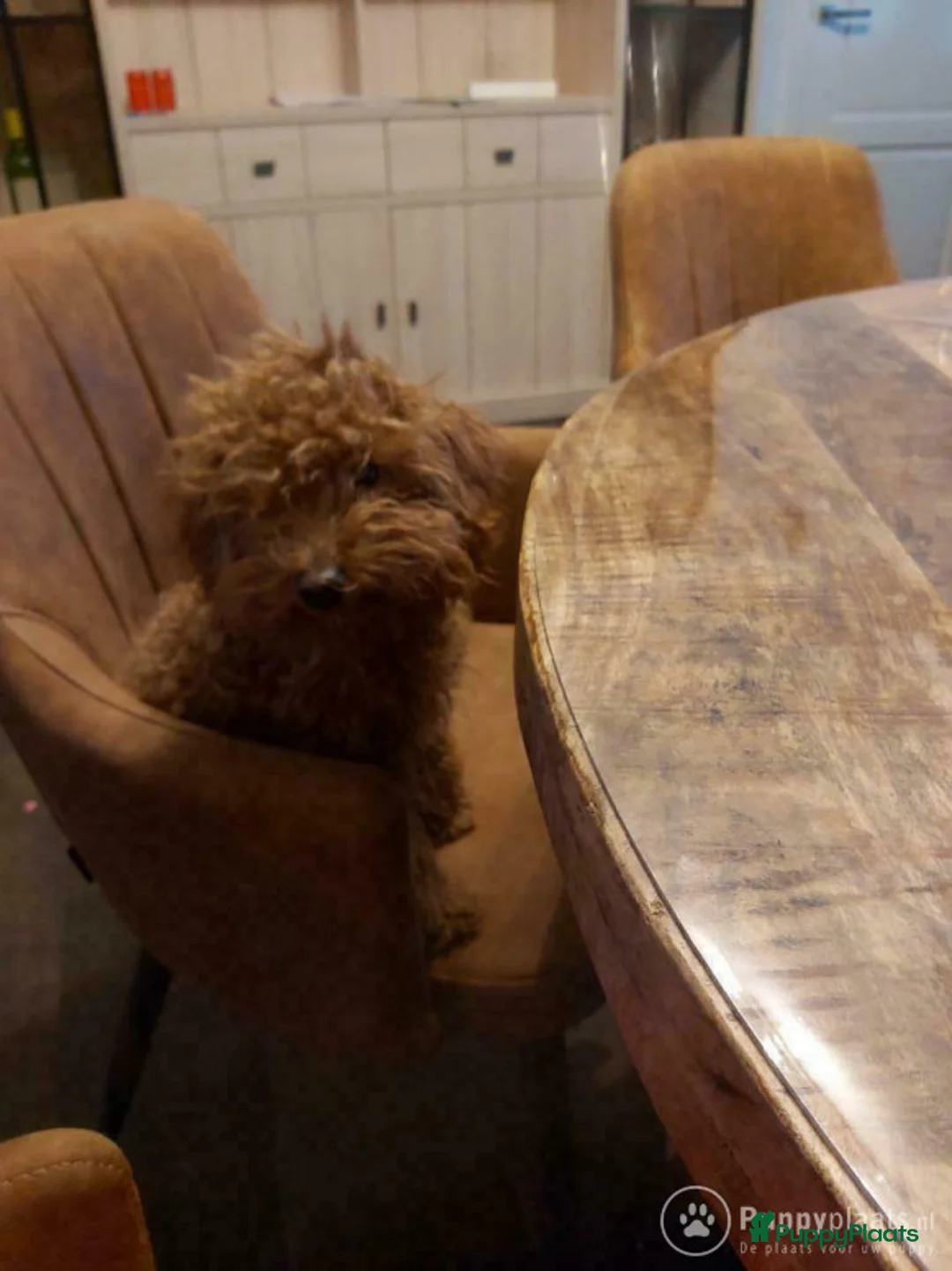 Poedel honden ter dekking: toy / dwergpoedel DEKreu abricot/rood in Budel - Advertentie 6