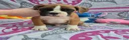 Boxer honden te koop: Boxer puppy's - Advertentie 3