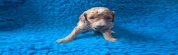 Cockapoo honden te koop: Hele mooie cockapoo pupjes - Advertentie 11