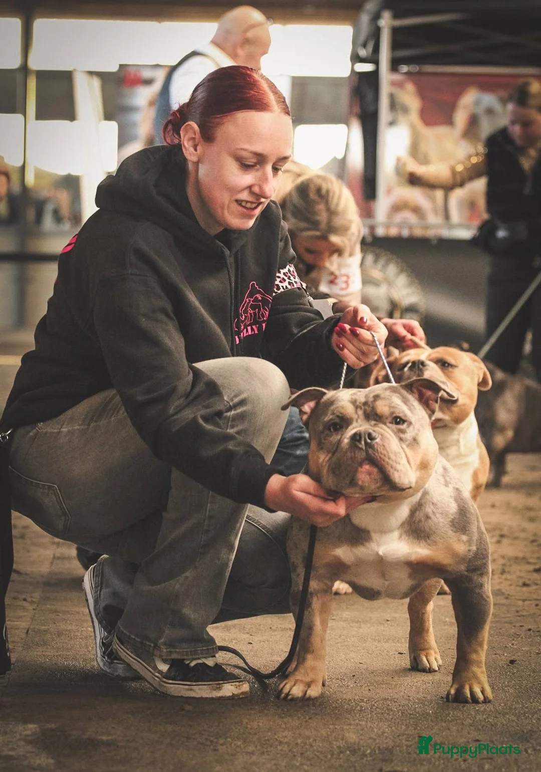 Amerikaanse Bully honden ter dekking: dekreu american bully pocket - Advertentie 2