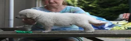 Kuvasz honden te koop: **Bijzondere Kuvasz pups uit een droomcombinatie** - Advertentie 5
