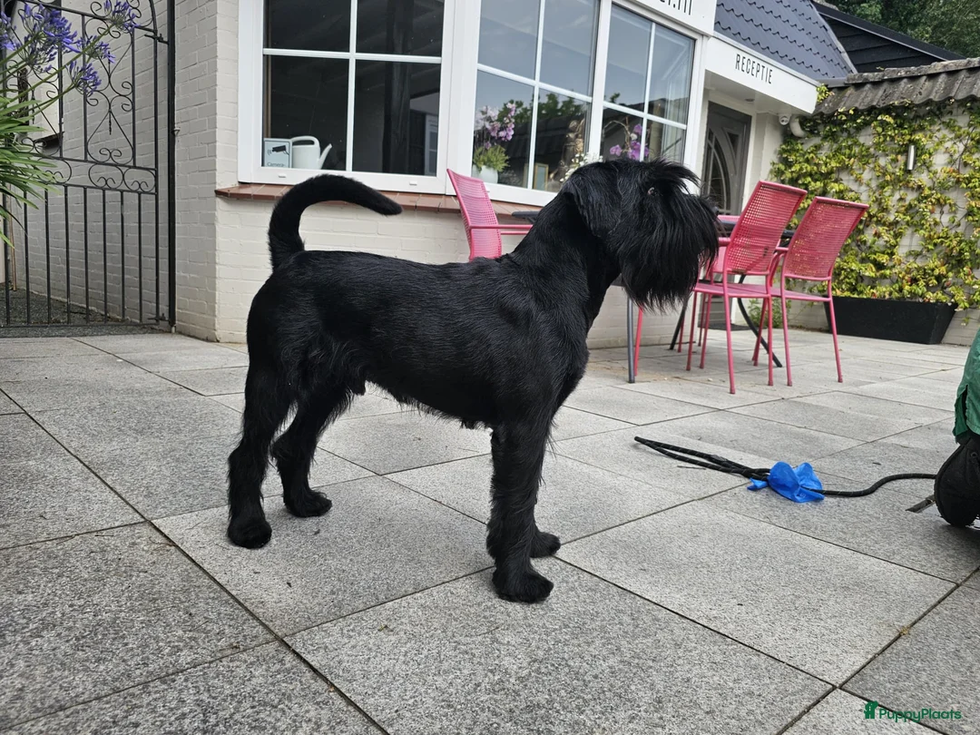 Schnauzer honden te koop: zware Middenslag Schnauzer puppy's - Advertentie 2