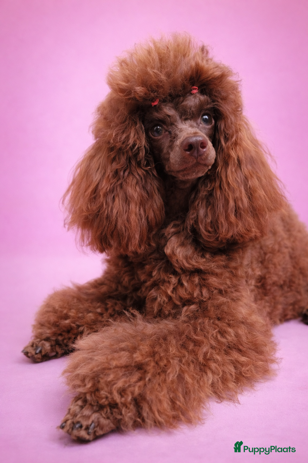 Paris of Didi's Dream 