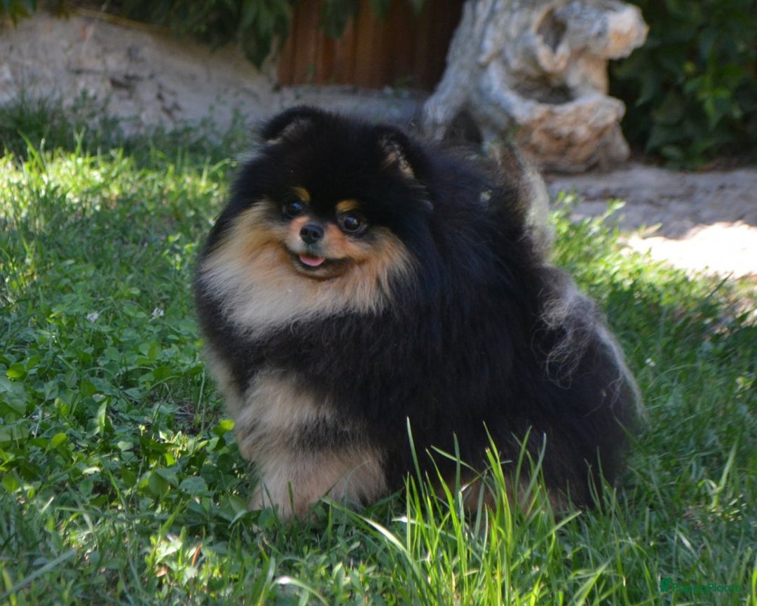 Pomeriaan honden te koop: Herplaatser Black & Tan Reutje van 6 jaar - Afbeelding 2