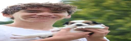 Kooikerhondje honden te koop: kooiker pups in Paterswolde - Advertentie 6