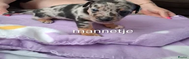 Jack Russel Terriër 1