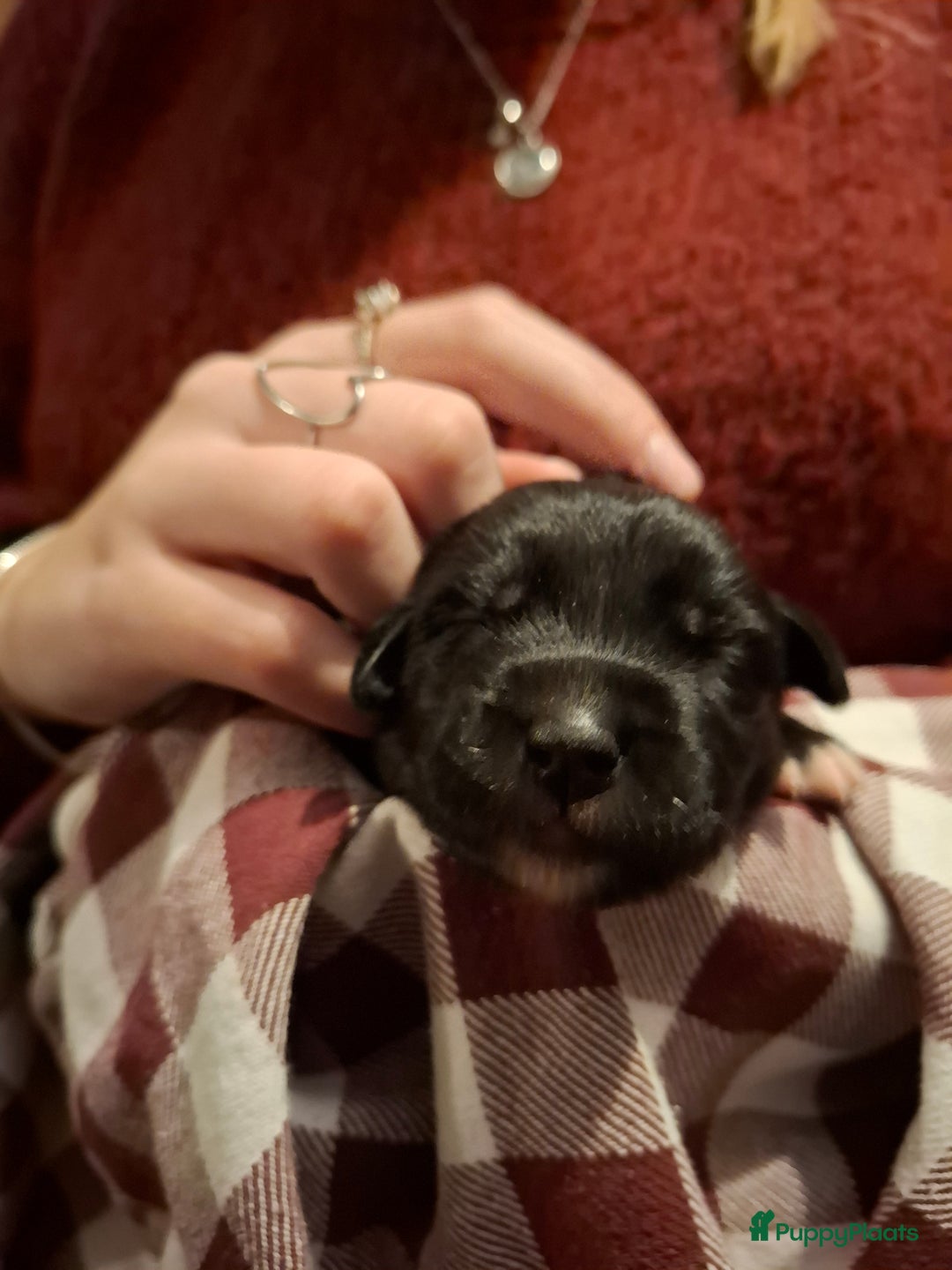 Kruising honden te koop: Boulab pups (Labrador/Berner Senner)  - Advertentie 4