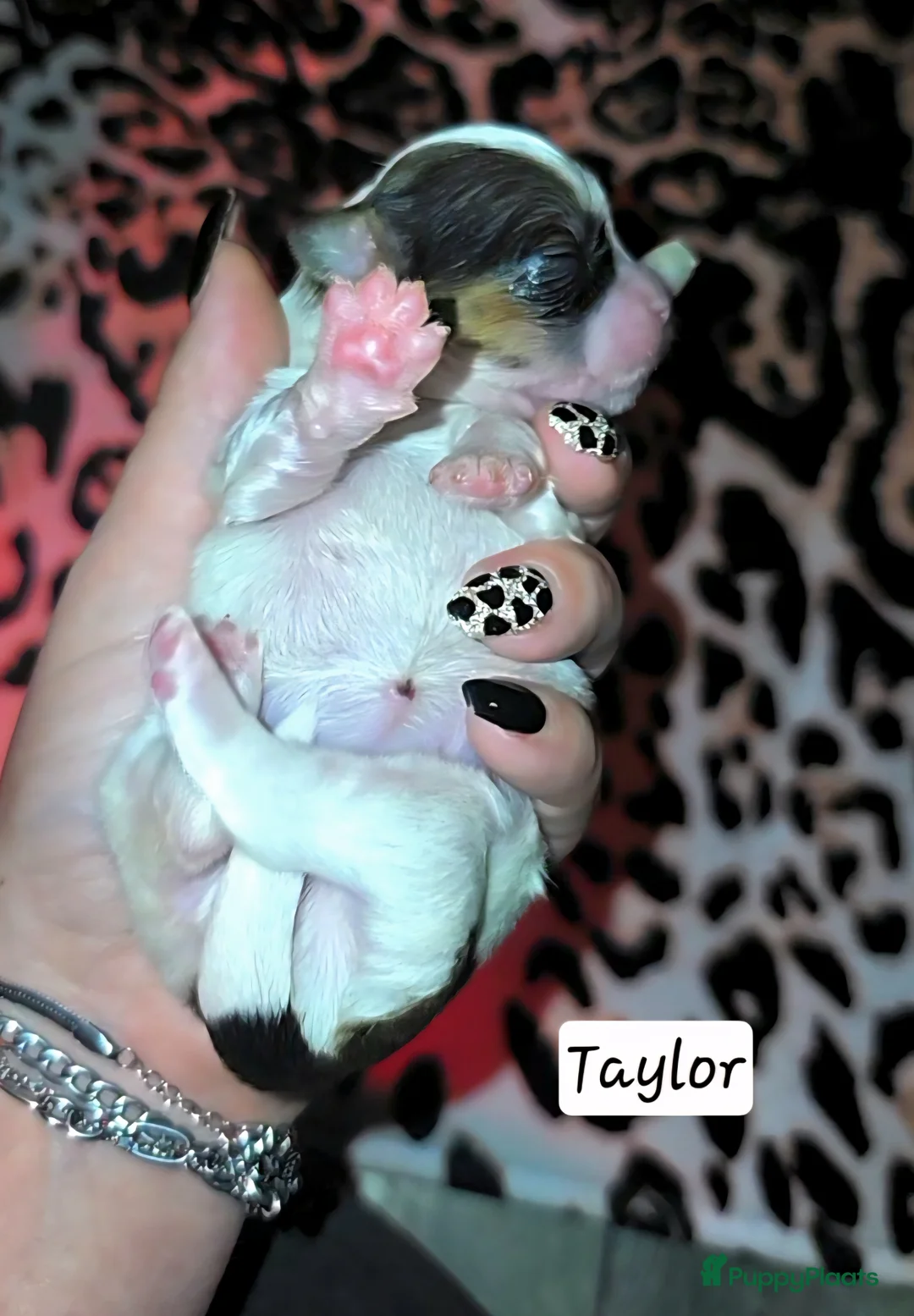 Kruising honden te koop: Boomer pups 14-1 geboren (Shih-Tzu x Boomer) - Advertentie 31