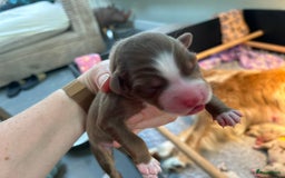 Australian Shepherd honden te koop: Prachtige Aussie Pups in Hulten - Afbeelding 12