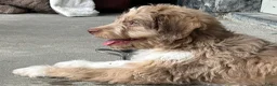 Kruising honden te koop: Australian doodle reu - Advertentie 9
