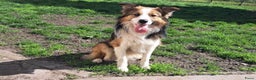 Border Collie honden te koop: Border collie pups - Advertentie 4