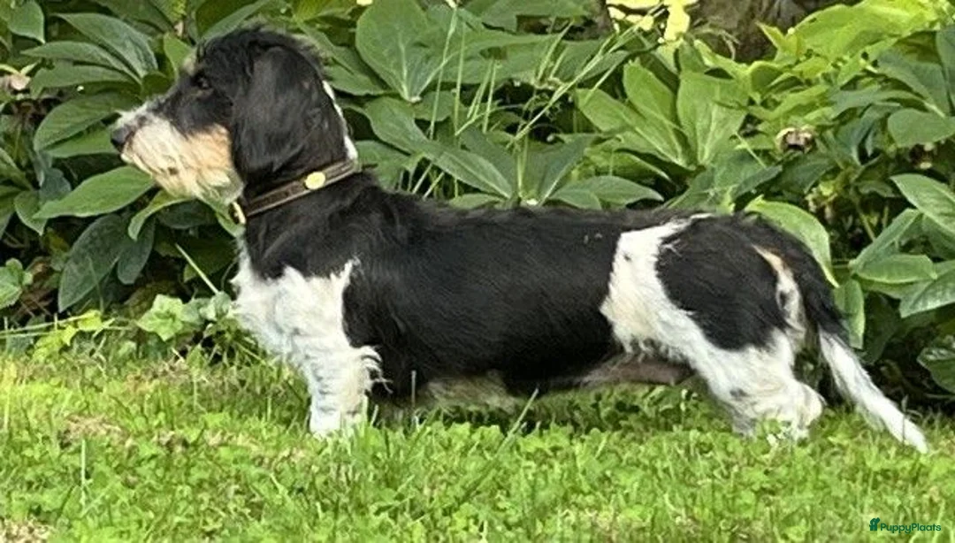 Ruwhaar Teckel honden te koop: Nest Ruwhaar Piebald Dwergteckels - Advertentie 2