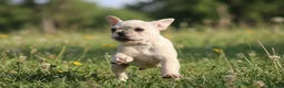 Franse Bulldog honden te koop: Franse Bulldog pups met stamboom mogen mee - Advertentie 6
