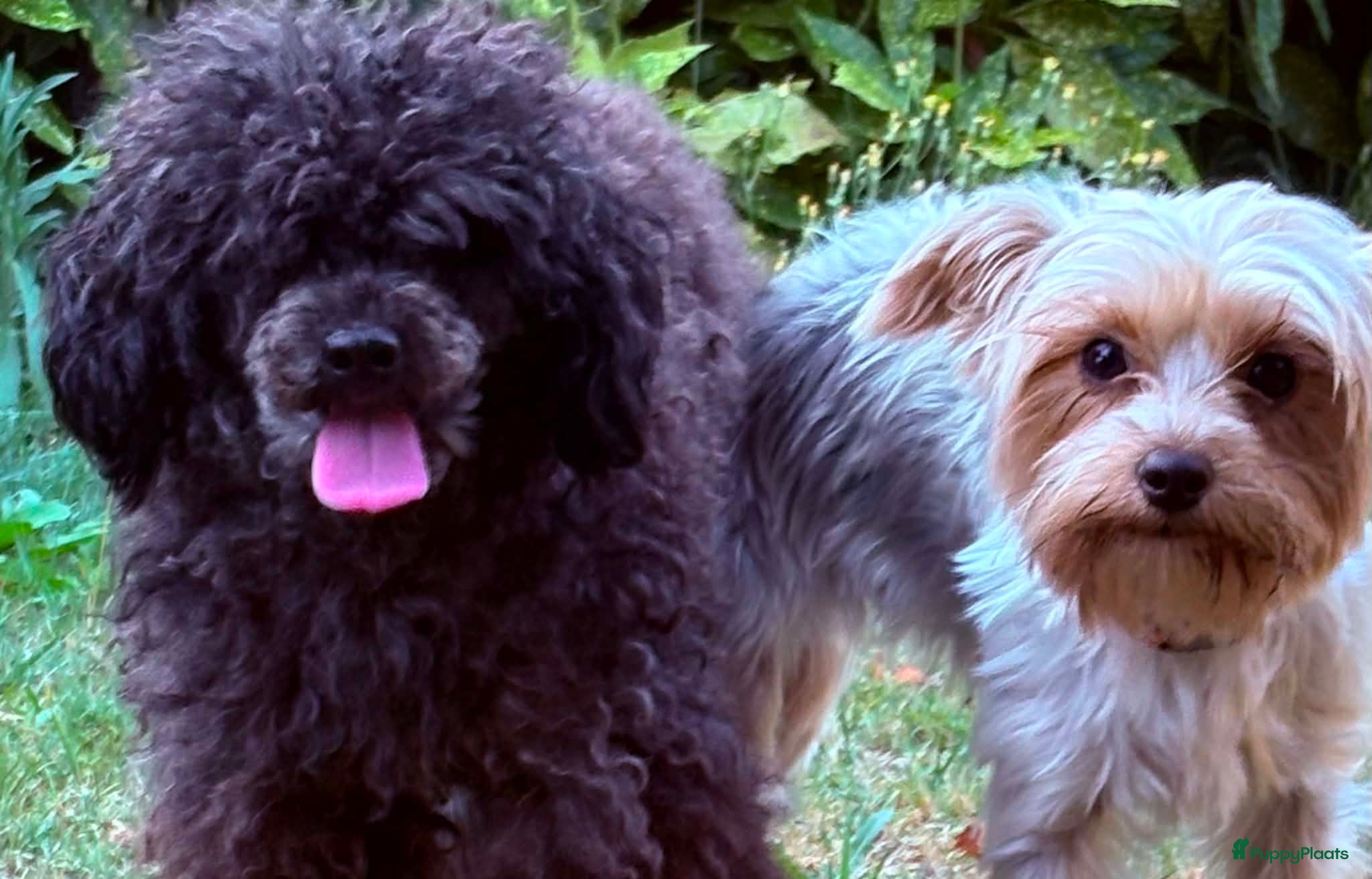 Kruising honden Wachtlijst OPEN YorkiePoo (YorkiPoo) - Advertentie 4