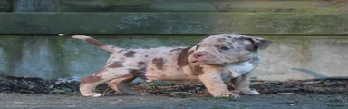 Amerikaanse Bully Puppy 1