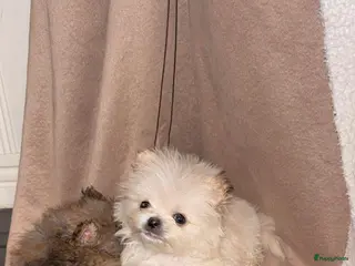 Pomeriaan honden Pomeriaan Pomeranian Pups Reutjes Geteste Ouders - Advertentie 3