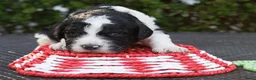 Barbet honden te koop: Franse waterhond - Barbetpups - Advertentie 19