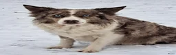 Border Collie honden te koop: Border collie pups - Advertentie 3