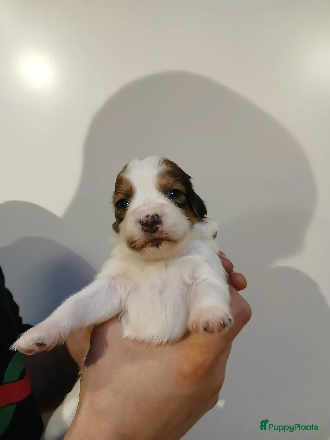 Kooikerhondje honden te koop: Supper liever  nestje kooiker pups van 7 - Advertentie 32