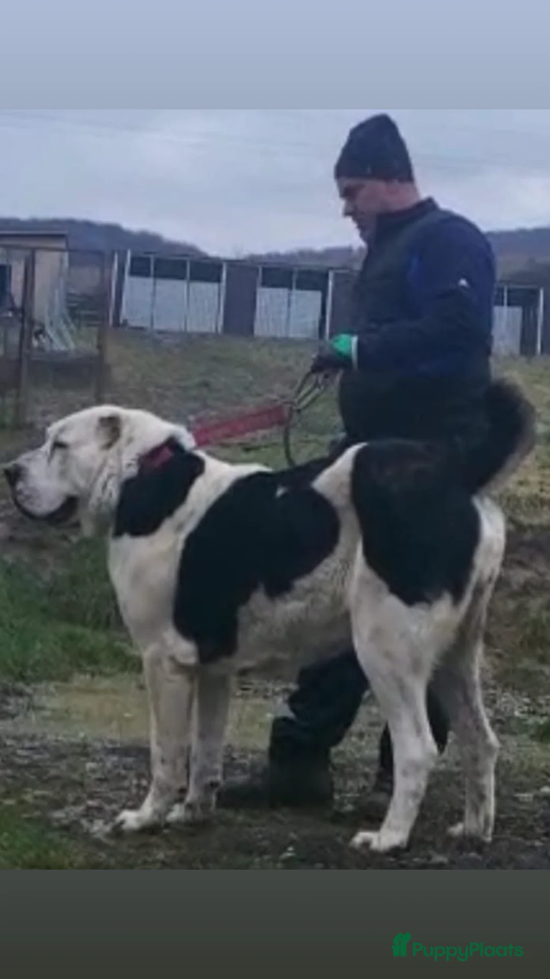 Alabai honden te koop: A Rihana - Advertentie 7