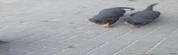 Rottweiler honden te koop: Rottweiler pups - Advertentie 19