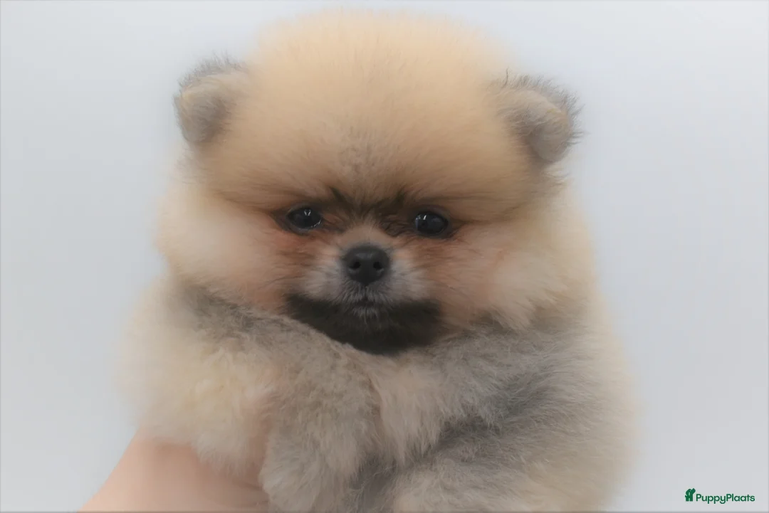 Galerij afbeelding {{count}}