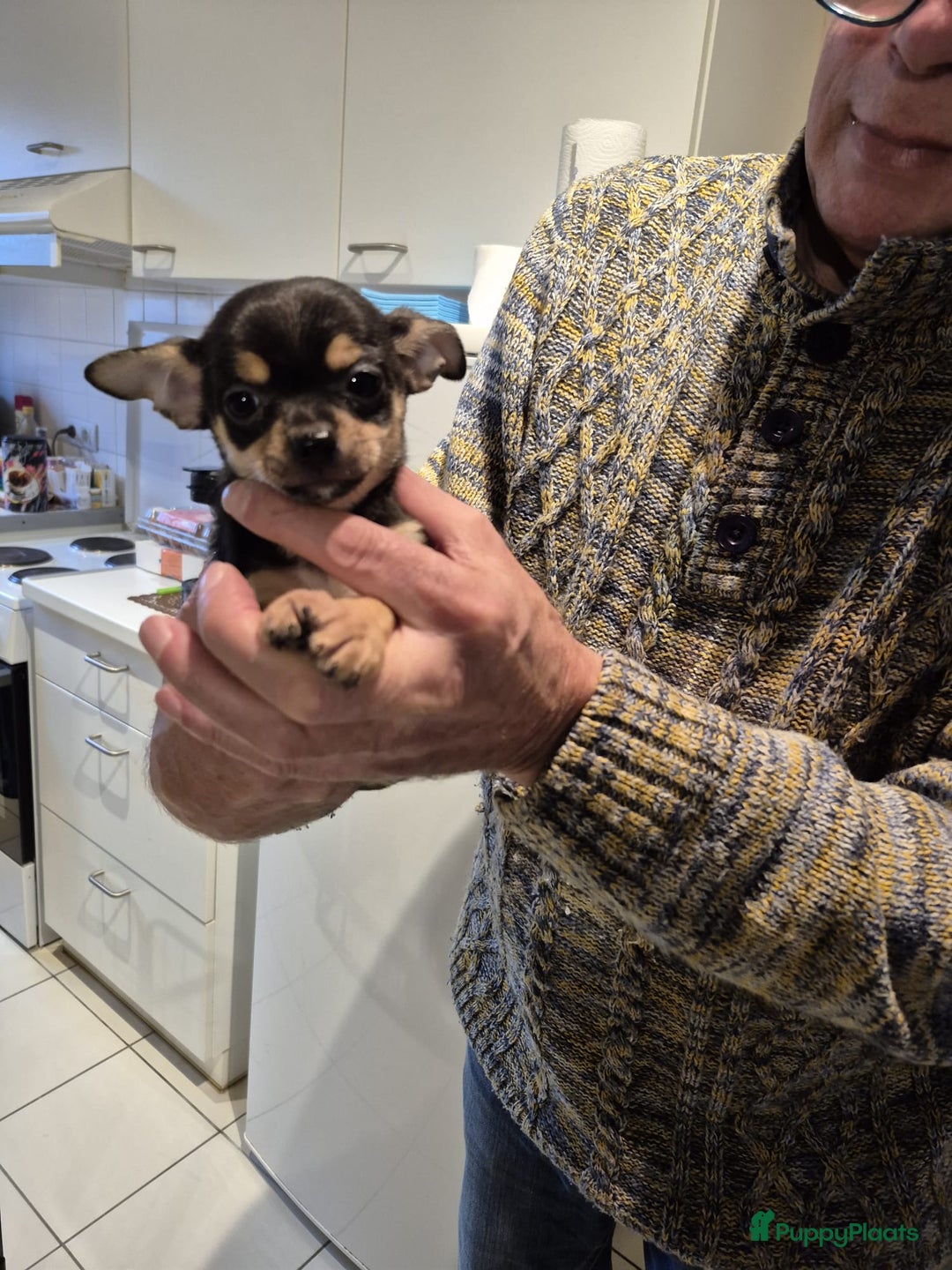 Chihuahua honden te koop: KORTHARIGE CHIHUAHUAPUPS - Advertentie 2