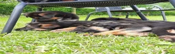 Duitse Herder honden te koop: Mooie Duitse herderpups in Beltrum - Advertentie 5