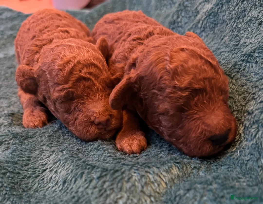 Poedel Toy honden te koop: Toypoedel pups te koop - Advertentie 5