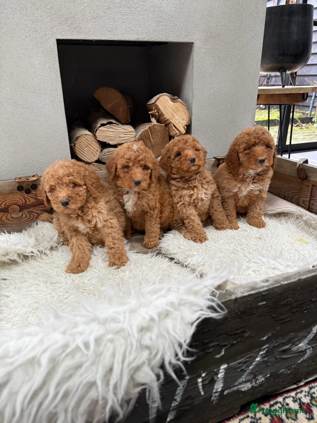 Labradoodle honden te koop: Labradoodle  - Advertentie 5