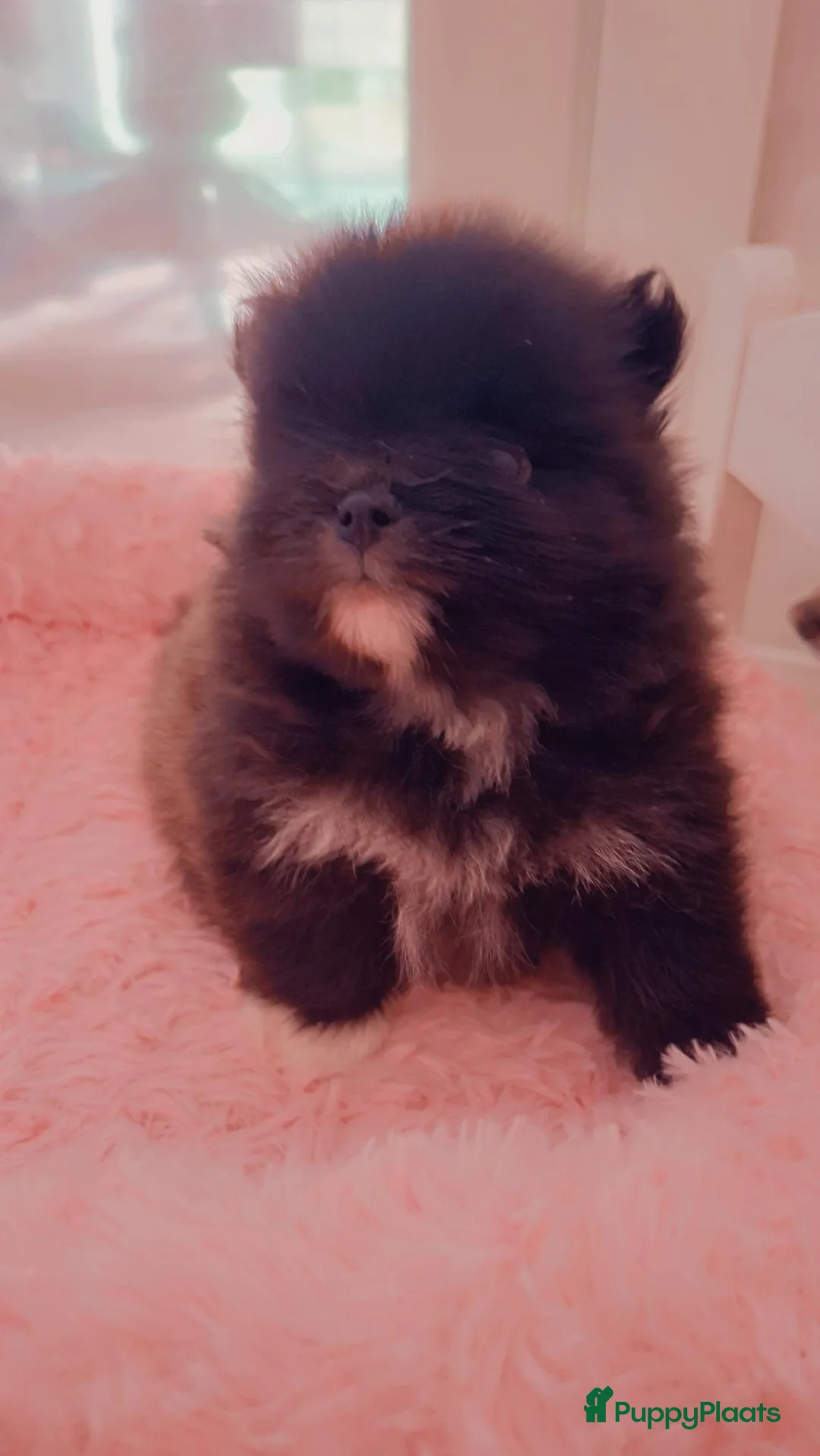 Pomeriaan honden te koop: Pomeriaan puppy  - Advertentie 2