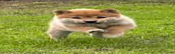 Shiba honden te koop: Shiba inu pups van top ouders - Advertentie 11