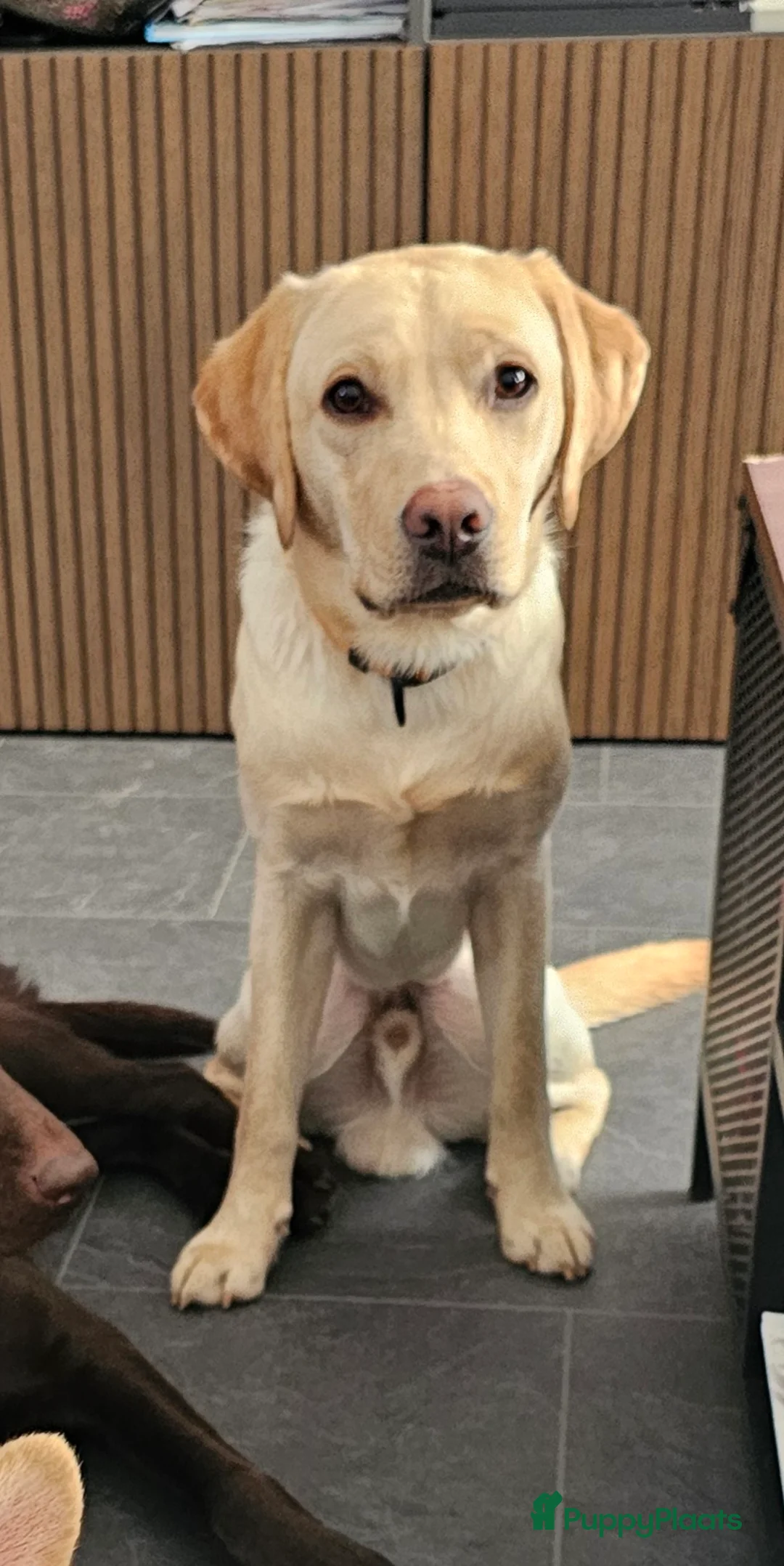 Labrador Retriever honden te koop: 6 mooie en lieve labradorpups - Advertentie 13