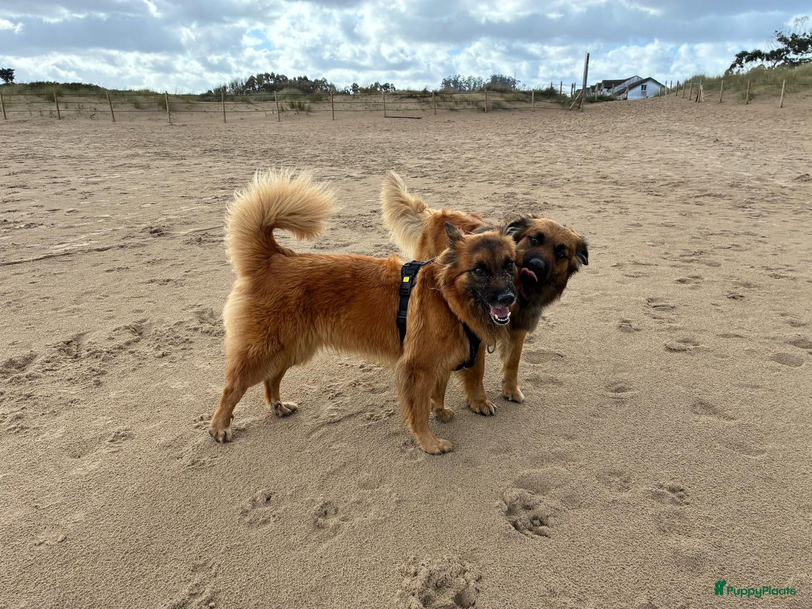 Kruising honden Eerste nestje Baskische herder in aantocht! - Advertentie 1