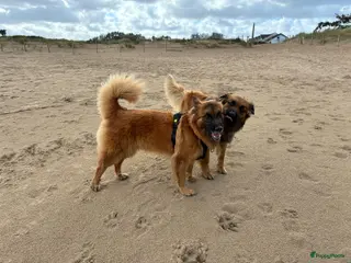 Kruising honden Eerste nestje Baskische herder in aantocht! - Advertentie 1