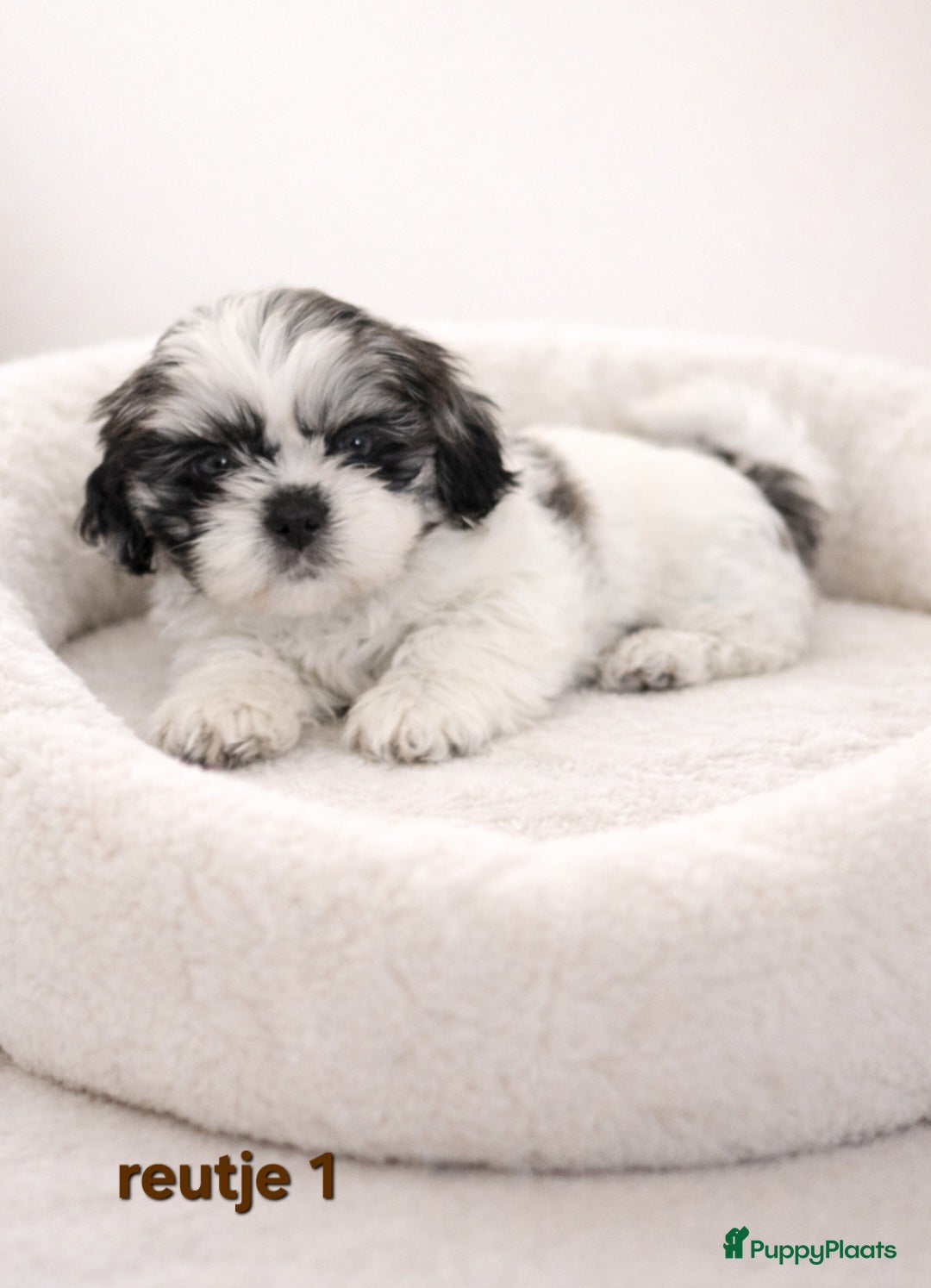 Boomer honden Super mooi gezonde boomer pups. Ook Choco en merle - Advertentie 2