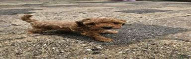 Cockapoo 3